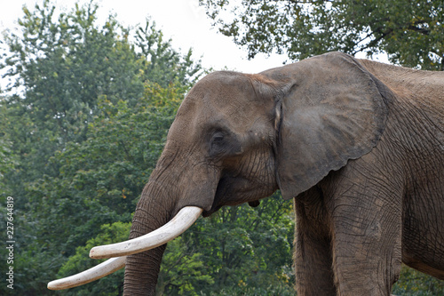 Close up side profile portrait of African elephant © breakingthewalls