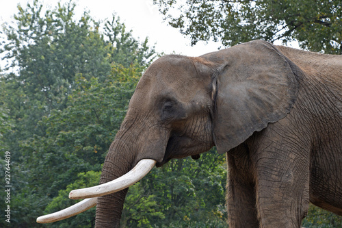 Close up side profile portrait of African elephant