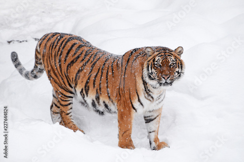 Siberian tiger standing in white winter snow © breakingthewalls