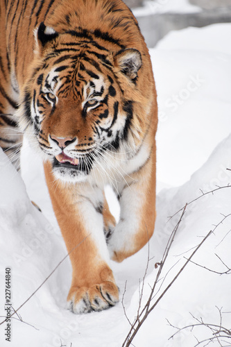 Close up portrait of Siberian tiger in winter snow
