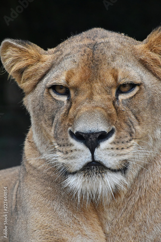 Close up portrait of female African lioness