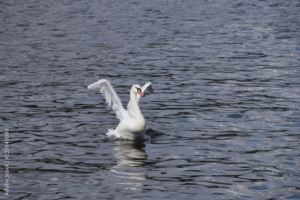Fototapeta premium Close up white swan swim and row in water