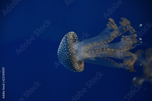 One jellyfish swimming in water in blue light