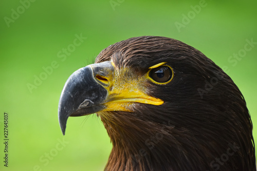 Close up profile portrait of Golden eagle on green