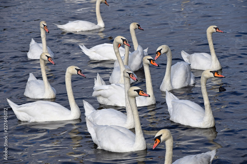 Fototapeta Close up white swans swim and row in water