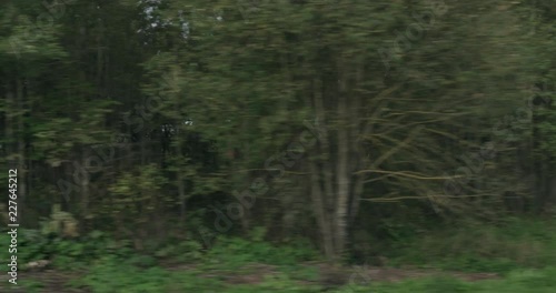 Wallpaper Mural Slow motion driving plate side view of mixed forest in early autumn from moving car Torontodigital.ca