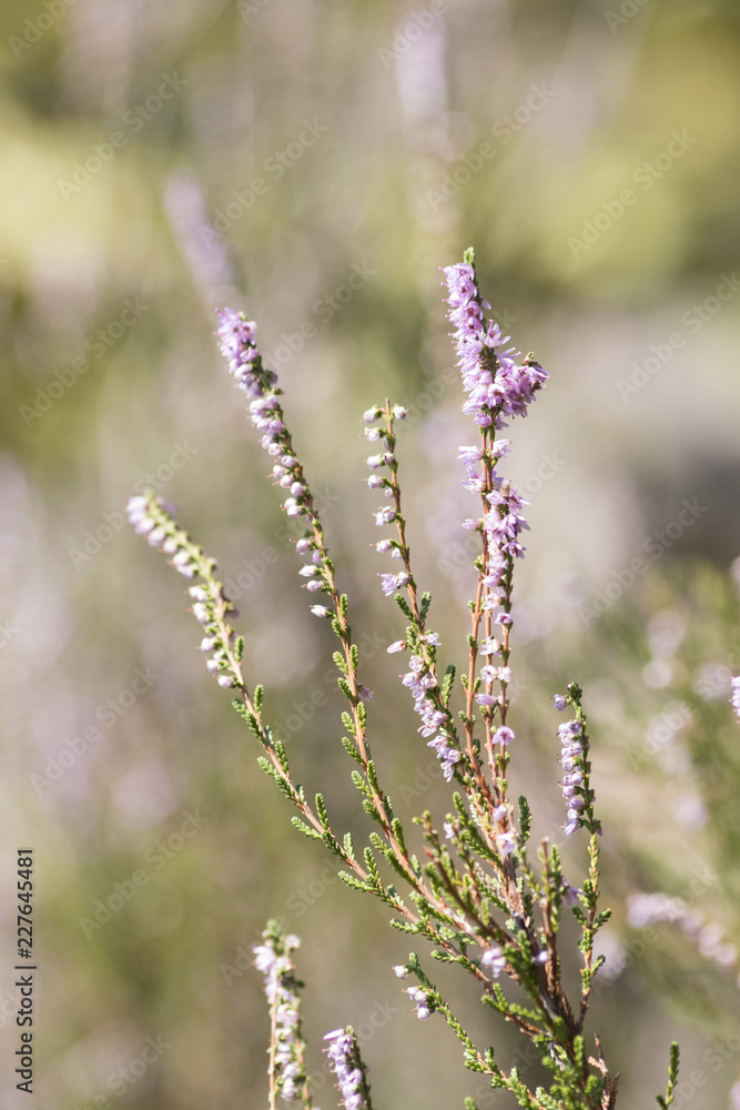 Heather purple erica plant in nature Heather purple erica plant in nature
