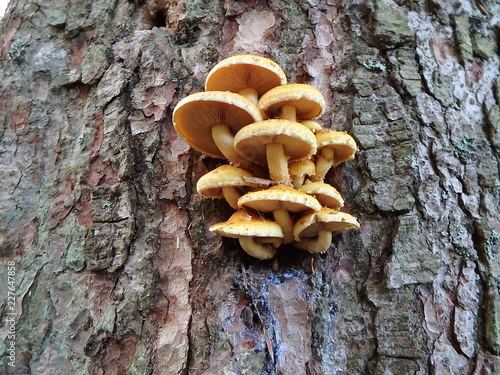Armillaria, honey fungi, mushroom growing on a tree,