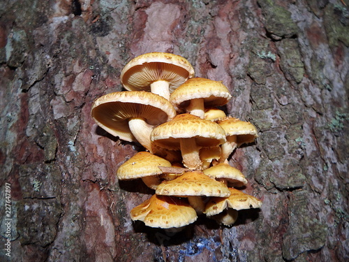 Armillaria, honey fungi, mushroom growing on a tree,