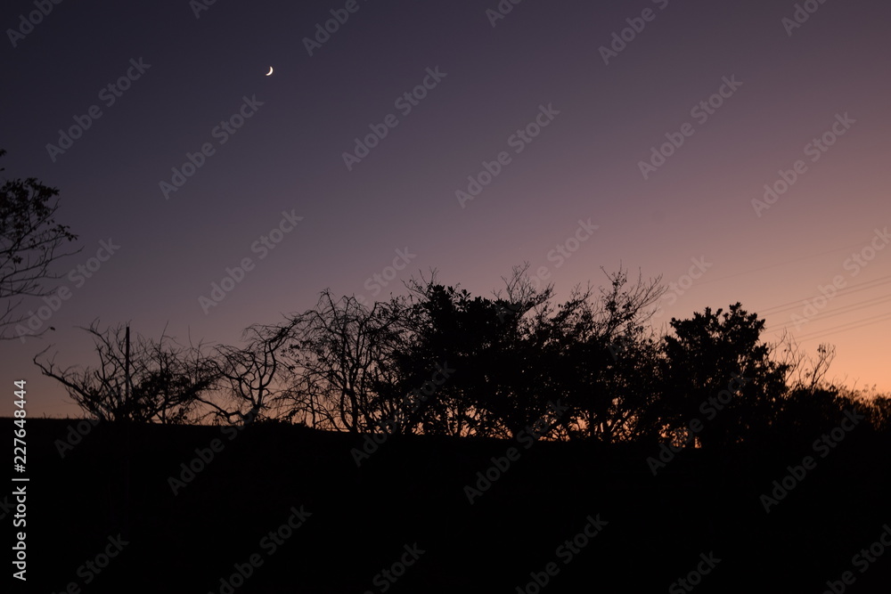 夕暮れ時の樹木のシルエット