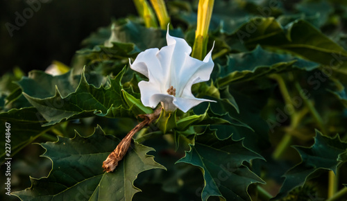 Datura stramonium