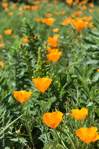 Fototapeta Naklejka Na Ścianę i Meble -  Lovely Group of Blooming Orange Poppy Flowers