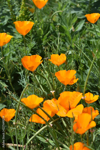 Fototapeta Naklejka Na Ścianę i Meble -  Garden with Brilliant Orange Poppies in California