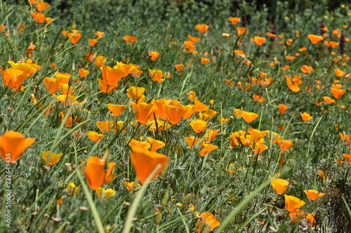 Fototapeta Naklejka Na Ścianę i Meble -  Gorgeous Field of Blooming Orange Poppy Flowers
