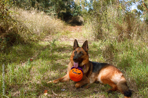 Happy Halloween! German Shepherd is waiting for candies with a pumpkin container. Forestal background. Copy space for text.