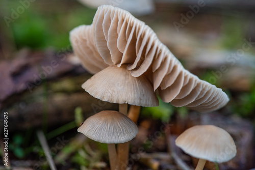 Dutch mushrooms in autumn