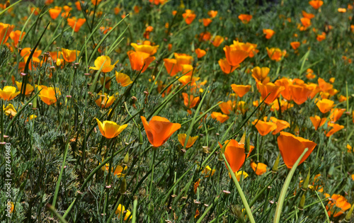 Fototapeta Naklejka Na Ścianę i Meble -  Stunning Field Full of Orange Poppy Flowers