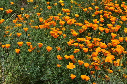 Fototapeta Naklejka Na Ścianę i Meble -  Lush Garden Full of Blooming Orange Poppies
