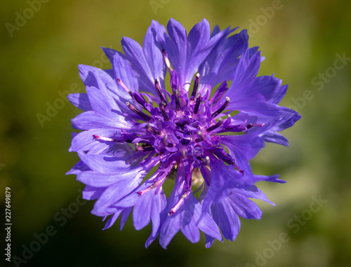 Cornflower