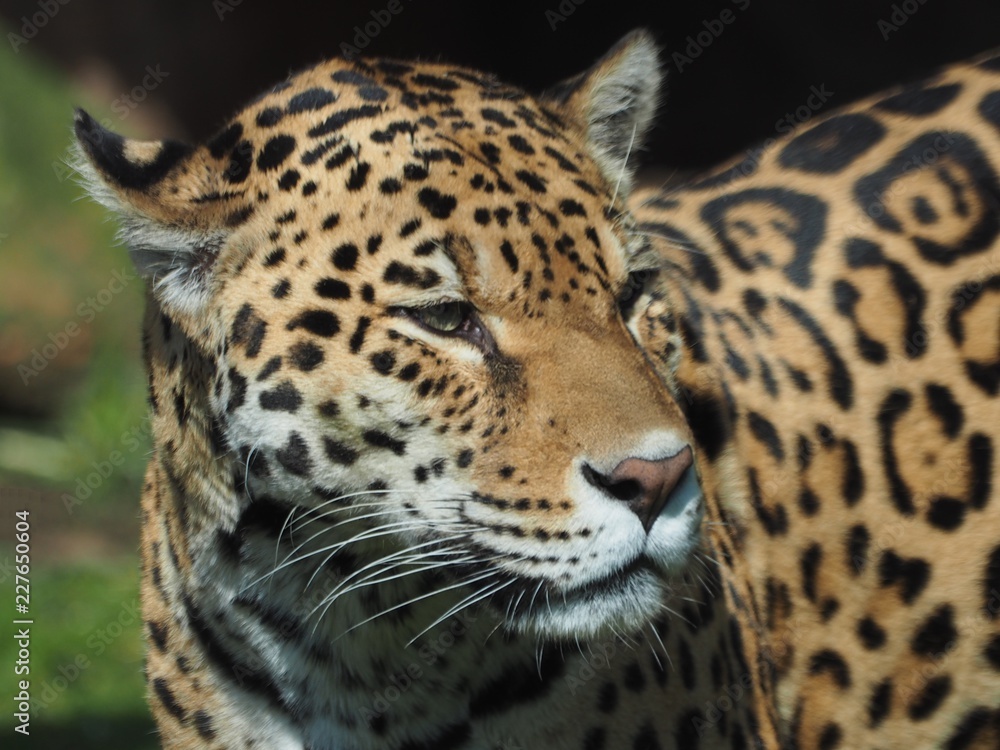 Obraz premium Jaguar