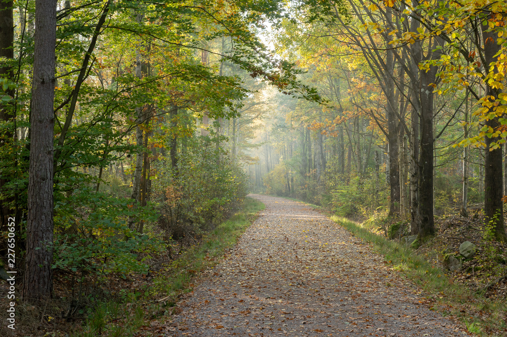 Fototapeta premium Empty Gravel Road in forest