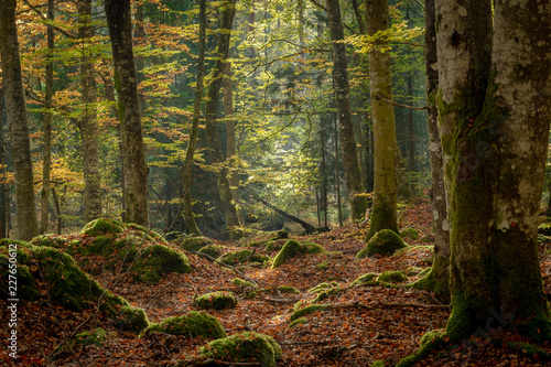 Fototapeta Naklejka Na Ścianę i Meble -  Sunrays in Dark Forest