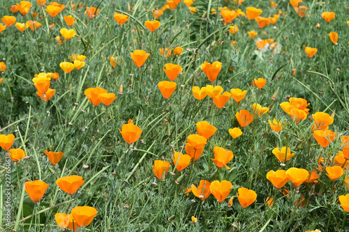 Fototapeta Naklejka Na Ścianę i Meble -  Field Thick with Blooming Orange Poppy Flowers