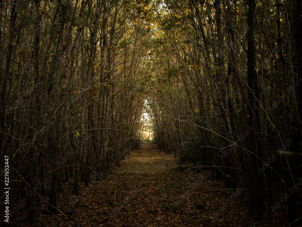 Passage au milieu de la foret, foret domaniale de Blois Passage au milieu de la foret, foret domaniale de Blois