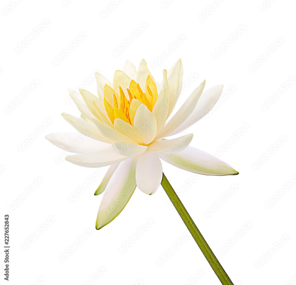Fototapeta premium Lotus flower and Lotus flower plants isolated on white