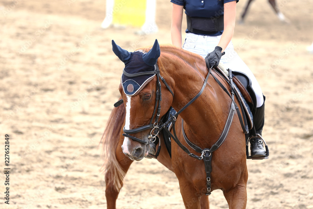 Obraz premium Sport horse close up under old leather saddle on dressage competition. Equestrian sport background.