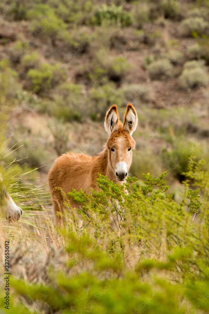 Young Wild Donkey in Big Bend Ranch State Park, Texas Young Wild Donkey in Big Bend Ranch State Park, Texas