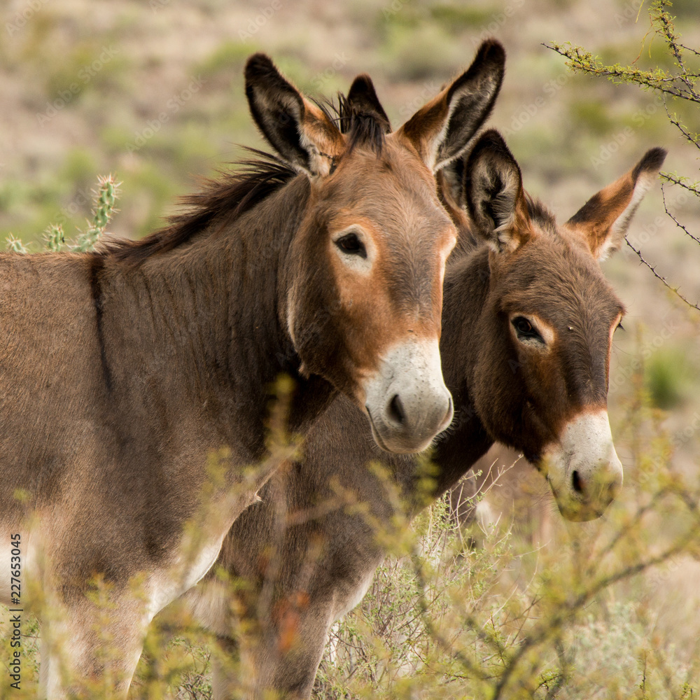 Wild Donkeys in Big Bend Ranch State Park, Texas