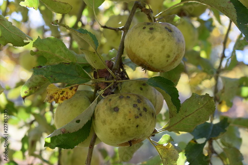 Streuobstwiesenäpfel photo