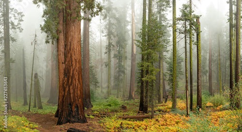 Giant sequoia trees in Sequoia National Park, USA