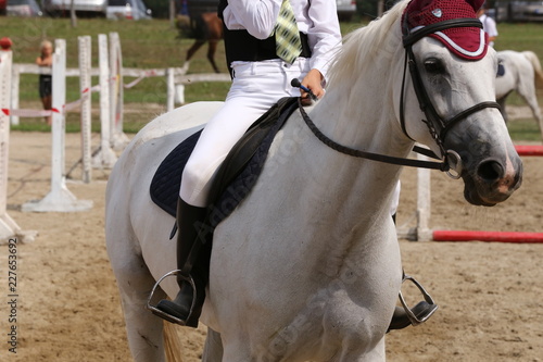 Sport horse close up under old leather saddle on dressage competition. Equestrian sport background.