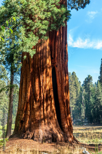 Fototapety Sekwoje  morning-in-sequoia-national-park-usa