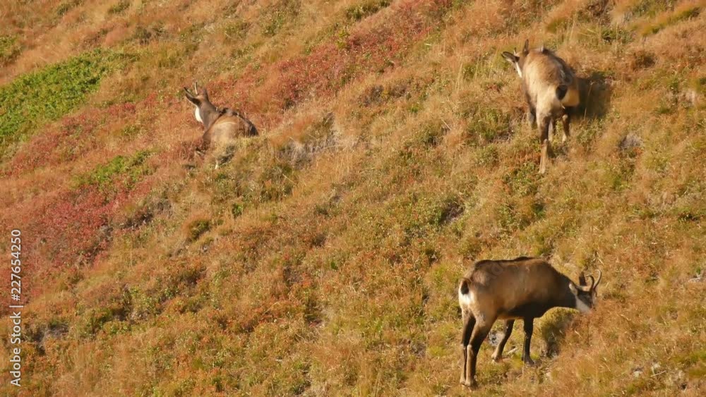 Close up of grazing chamois on an alpine meadow (Western Tatra, Slovakia) Close up of grazing chamois on an alpine meadow (Western Tatra, Slovakia)