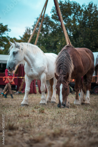 circus horses