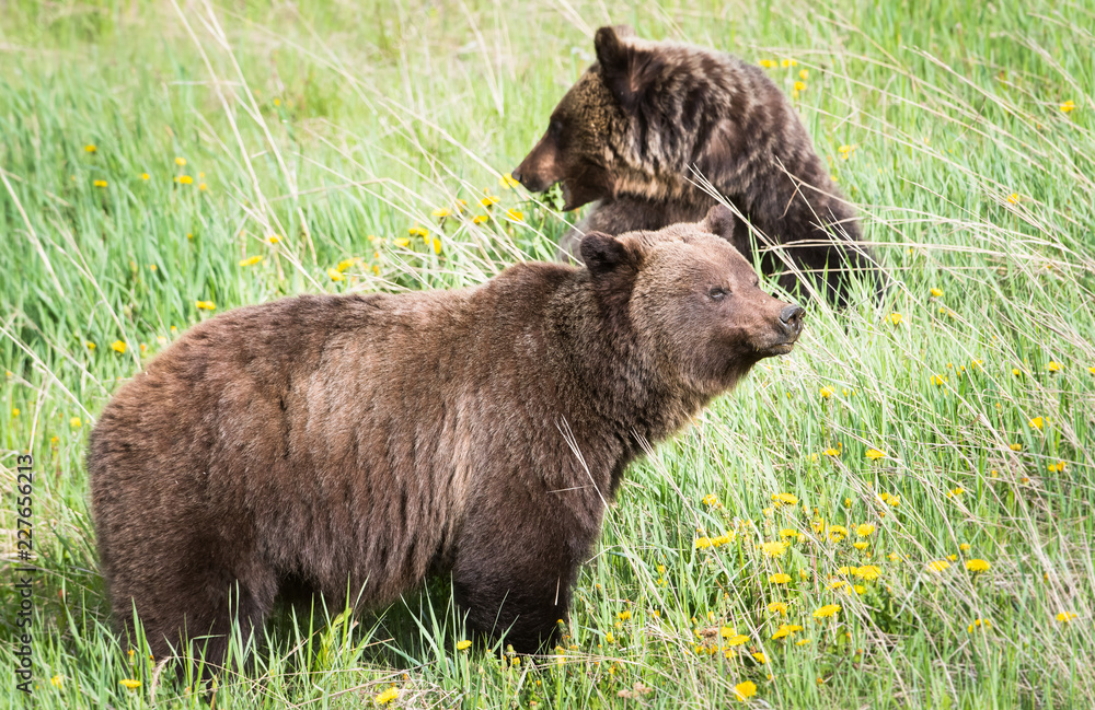 Grizzly bear Grizzly bear