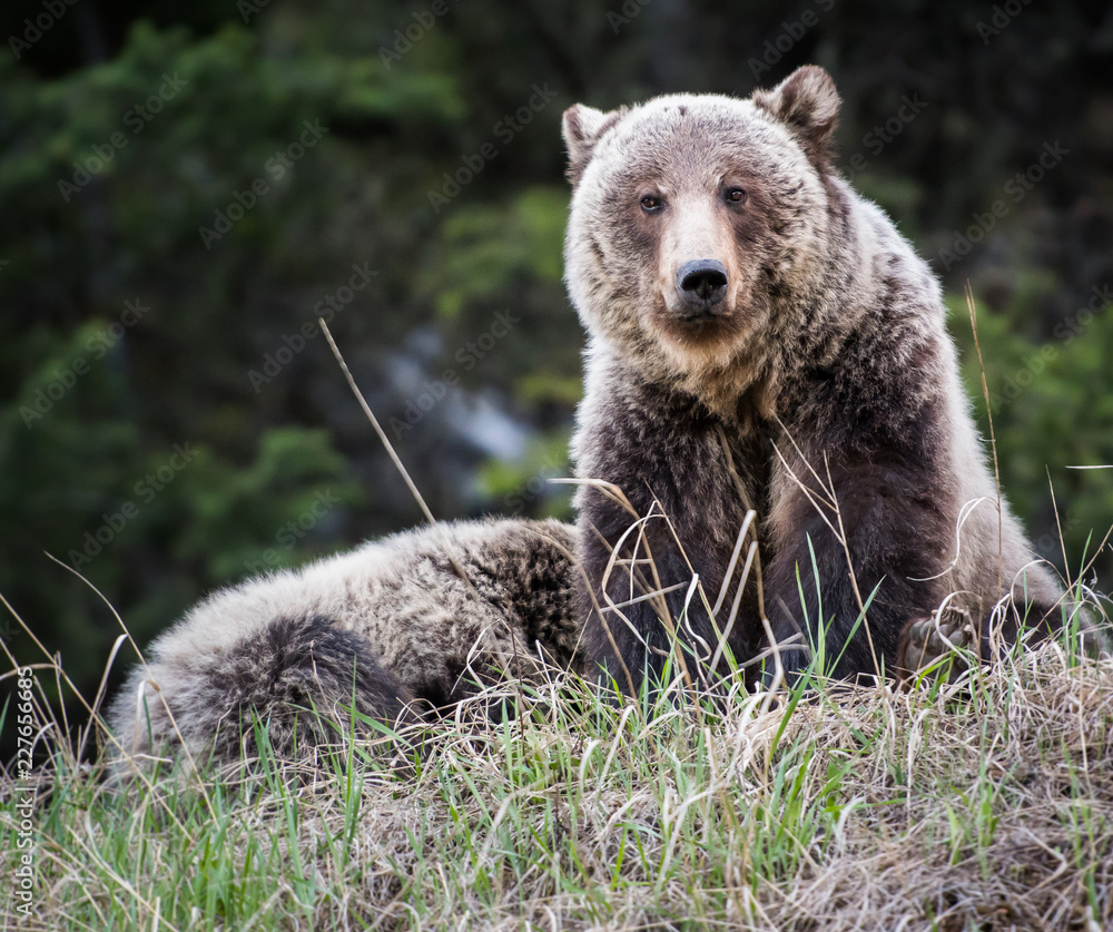 Fototapeta premium Grizzly bear