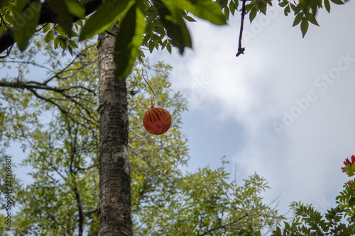 Globo naranja colgando de un árbol 