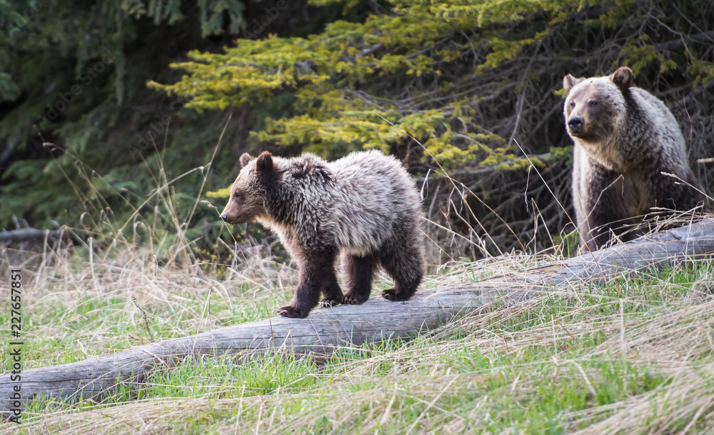 Obraz premium Grizzly bear