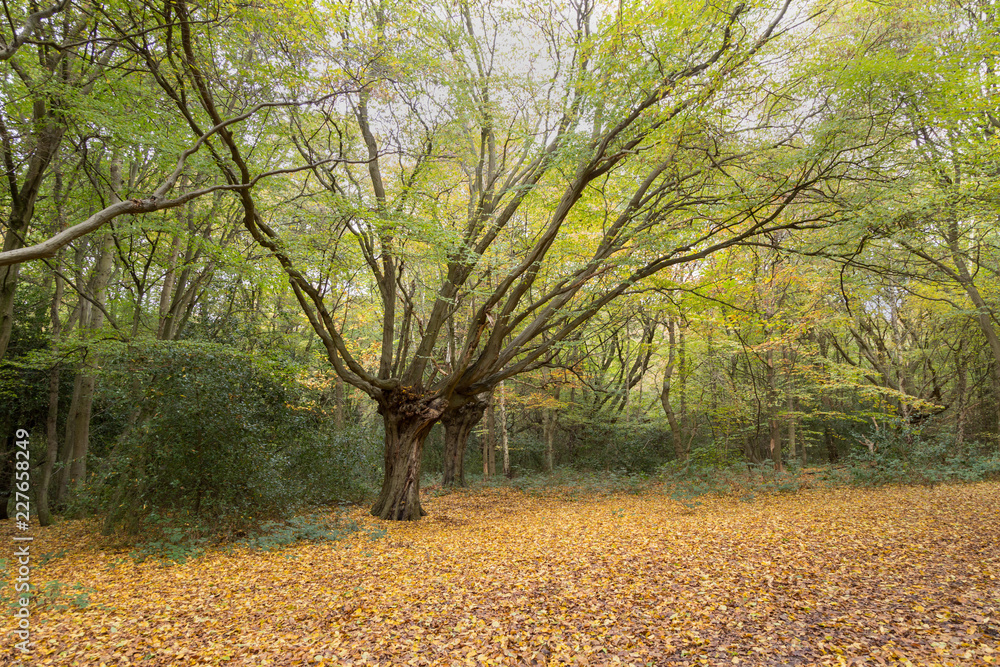 Late autumnal shot of large tree in the forest, still with leaves, fallen golden leaves all over the ground.