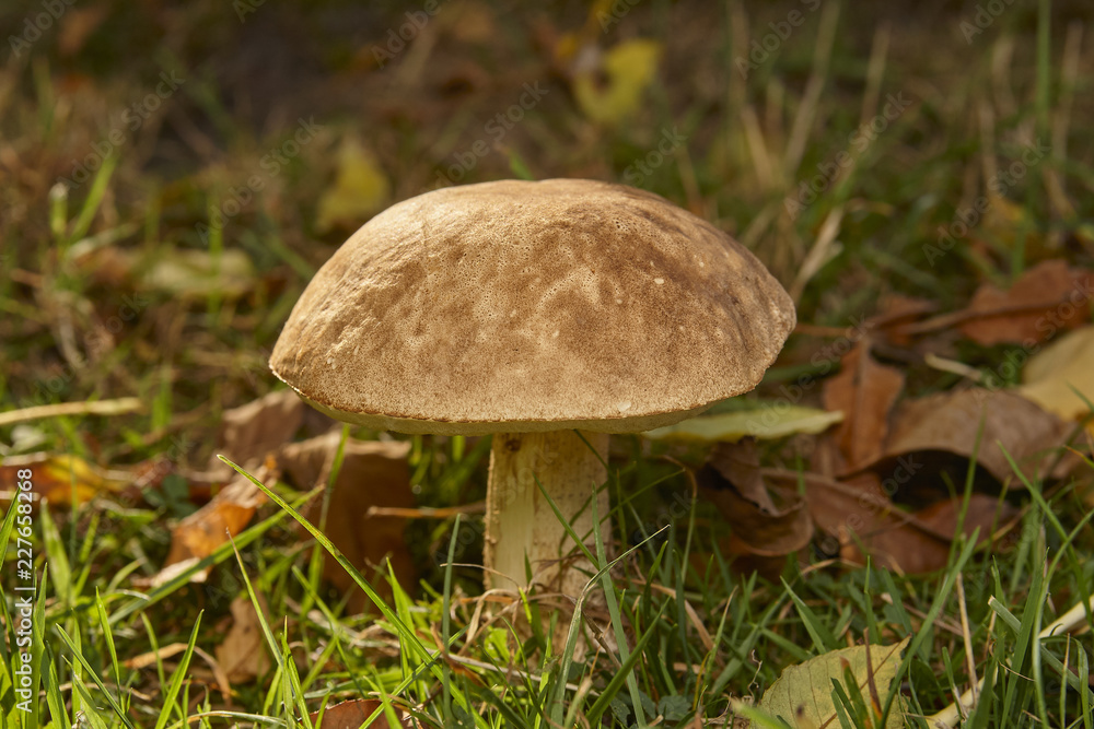 Mushroom in home garden Mushroom in home garden