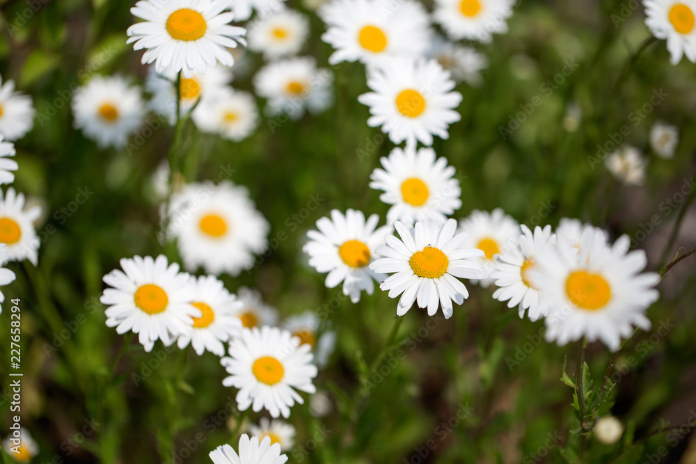 Wild chamomile flowers on a field on a sunny day.