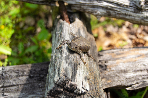 Lizard on a Log