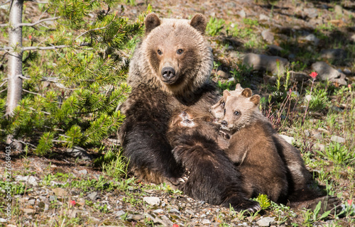 Grizzly bear