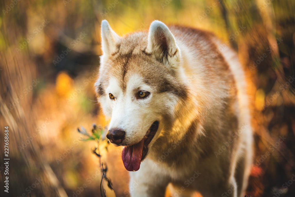 Profile Portrait of attentive and serious dog breed Siberian Husky sitting in fall on a bright forest background.