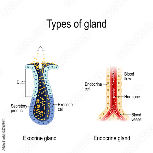 Anatomy of an Endocrine and exocrine glands.