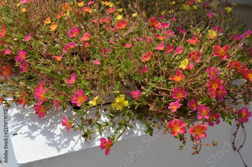 Blumen und Garten 